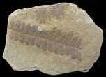 Pennsylvanian Fossil Fern (Alethopteris) - Kansas #65370-1